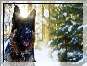 Śnieg, Pies, Owczarek, Niemiecki, Drzewo