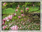 Ogród, Stolik, Różowa, Magnolia