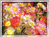 Paintography, Kwiaty