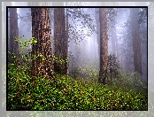 Stany Zjednoczone, Paprocie, Park Narodowy Redwood, Sekwoje, Kalifornia, Las, Drzewa, Mgła