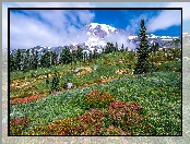 Park Narodowy Mount Rainier, Stan Waszyngton, Stratowulkan Mount Rainier, Stany Zjednoczone, Góry, Drzewa, Łąka, Chmury