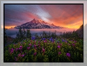 Park Narodowy Mount Rainier, Stany Zjednoczone, Mgła, Stratowulkan Mount Rainier, Wschód słońca, Stan Waszyngton, Drzewa, Góry, Kwiaty
