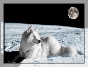 Pies, Planeta, Kosmos, Księżyc, Biały