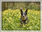Kwiaty, Pies, Australian cattle dog, Łąka, Żółte