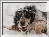 Pies, Śnieg, Mordka, Zima
