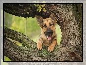 Pies, Drzewo, Owczarek, Niemiecki