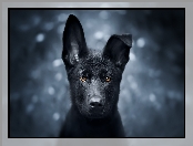 Pies, Spojrzenie, Szczeniak, Czarny owczarek niemiecki