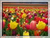 Plantacja, Tulipanów