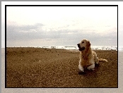 Pies, Morze, Golden Retriever, Plaża
