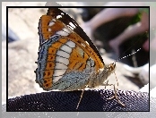 Motyl, Pokłonnik Osinowiec