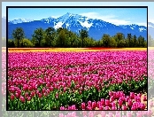 Góry, Pole, Tulipany