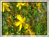 Żółte, Dziurawiec, Polne, Kwiaty