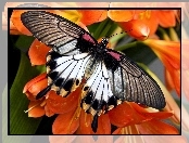 Motyl, Pomarańczowe, Kwiaty