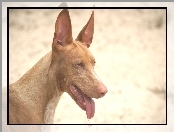 postawione, Pies faraona, uszy