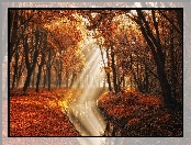 Holandia, Rzeczka, Park Amsterdamse Bos, Przebijące światło, Amsterdam, Amsterdam Forest, Jesień, Drzewa
