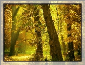Park, Jesień, Drzewo, Alejki, Ławki, Przebijające, Światło