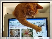 Kot, Komputerze, Przy