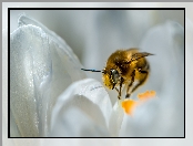 Pszczoła, Makro, Biały, Kwiat