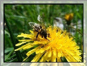 Owad, Pszczoła, Kwiat