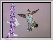 Ptak, Kwiat, Koliber, Fioletowo-biały