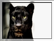 Czarna, Puma, Oczy