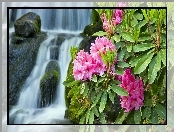 Różowy, Rododendron, Wodospad