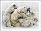 Rodzinka, Zabawa, Niedźwiedzi, Polarnych