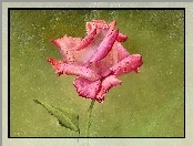 Róża, Obraz