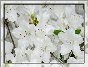 Różanecznik, Azalia, Białe, Kwiaty