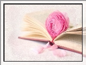 Różowa, Książka, Róża, Rozłożona