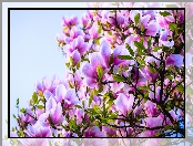Wiosna, Różowa, Magnolia