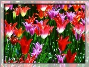 Kwiaty, Rozwinięte, Tulipany