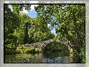 Rzeka, Most łukowy, Drzewa