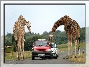Żyrafy, Samochody, Safari