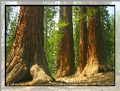 Drzewa, Stan Kalifornia, Stany Zjednoczone, Las Mariposa Grove, Park Narodowy Yosemite, Sekwoje
