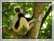 Lemur, Sifaka, Drzewo