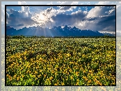 Góry, Wyoming, Promienie słońca, Kwiaty, Park Narodowy Grand Teton, Stany Zjednoczone, Chmury, Łąka
