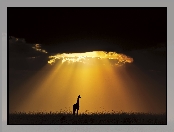 Żyrafa, Słońce, Chmury