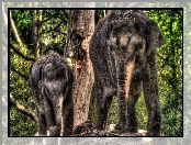 Dwa, Słonie, Drzewa