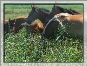 Konie, stado, łąka