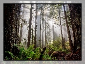 Las, Paprocie, Przebijające światło, Drzewa, Mgła