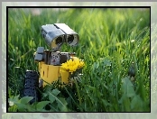 Trawa, Robot, Fotografujący, Łąka, Kwiaty