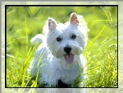 słodki, trawa, West Highland White Terrier, soczysta