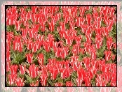 Tulipanów, Plantacja, Czerwono, Białych, Ozdobnych