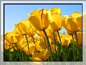 Żółte, Tulipany, Uprawa