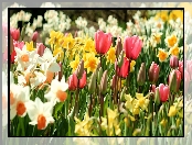 Żonkile, Wiosenne, Kwiaty, Tulipany, Narcyze