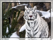 Tygrys, Śnieg, Biały, Sosna