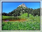 Łąka, Stany Zjednoczone, Stan Waszyngton, Park Narodowy Mount Rainier, Jezioro Tipsoo
