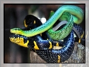 Węże, Żółty, Zielony, Granatowo