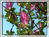 Magnolia, Światło, Wiosna